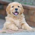 https://fr.holidog.com/ImagesPetSitters/68A67865-81C4-4085-B7A6-149459910EB8_square_120.jpg Passionnée-627386-0