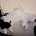 1181750-2