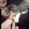 https://fr.holidog.com/ImagesPetSitters/68C7478E-CB5F-4341-B05C-B75AE3706629_square_120.jpg aux-petits-soins-pour-vos-animaux-124896-3