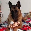 Le-cocon-des-animaux-1189244-2