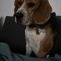 https://fr.holidog.com/ImagesPetSitters/698184BD-C5B9-4737-9A17-DA08C2B5A635_square_120.jpg La-gardienne-des-chiens-1019815-1