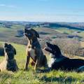 https://fr.holidog.com/ImagesPetSitters/69AE1CA8-901C-41AC-A603-902BCC1FBC3F_square_120.jpg Garde-tous-types-d’animaux--175708-0
