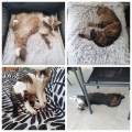 Amoureuse-d’animaux-en-tout-genre-1161781-1
