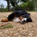 Garde-d'animaux-flexible-1117466-1