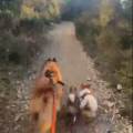 https://fr.holidog.com/ImagesPetSitters/6A32F553-EB4C-4171-B474-5AA2ACDCEB5F_square_120.jpg 332224-2