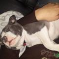 https://fr.holidog.com/ImagesPetSitters/6A5532F3-4399-4E3E-87B1-17846E631A61_square_120.jpg doglife-113541-0