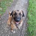 Comportementaliste-Chien-et-Chat--942796-1