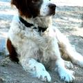 https://fr.holidog.com/ImagesPetSitters/6AFDB27D-B909-44E3-A184-44E1249FF23E_square_120.jpg 56315-1