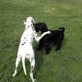 https://fr.holidog.com/ImagesPetSitters/6BA66382-C9A5-4095-99DB-4758129BBE61_square_120.jpg Chez-PAT-1062454-3