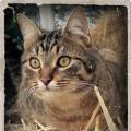 https://fr.holidog.com/ImagesPetSitters/6BAB1E10-558C-497F-83C0-2B4B9761C029_square_120.jpg Le-monde-câlins-des-compagnons--1112094-3