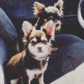 https://fr.holidog.com/ImagesPetSitters/6BD6DC17-022B-4E75-9295-042916138C95_square_120.jpg Educatrice-canine-pleine-d'amour--470154-1