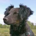 https://fr.holidog.com/ImagesPetSitters/6BF7EA3B-7F17-4543-B7D0-1D9DC57CE6ED_square_120.jpg Laurent--487423-0