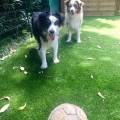 https://fr.holidog.com/ImagesPetSitters/6C7501CE-9CD6-4731-8BB9-66D3BBB11928_square_120.jpg Au-paradis-des-chiens-282376-3