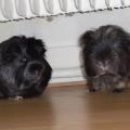 https://fr.holidog.com/ImagesPetSitters/6C8DED07-B825-4F8C-B687-36DBD933DD71_square_120.jpg Petsitter-ostéo-animalier--128861-3