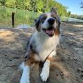 https://fr.holidog.com/ImagesPetSitters/6D4A0ED4-FCF6-43A4-9231-BF82C5F0B8A7_square_120.jpg La-promeneuse-parfaite-😋-1061400-3