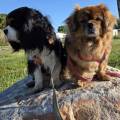 https://fr.holidog.com/ImagesPetSitters/6D4FA1C0-4265-4A31-818C-90F442EE087D_square_120.jpg DAMIDO-PETSITTER-78-1053211-0