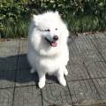 https://fr.holidog.com/ImagesPetSitters/6D5B8786-136C-4029-A020-CB8230CC09D3_square_120.jpg La-vie-a-besoin-de-chien-370699-0