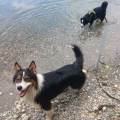 https://fr.holidog.com/ImagesPetSitters/6D92520B-A820-46EC-A2C9-B6401A9E09D1_square_120.jpg Dog-Walking---Visite-à-Domicile--1189688-2