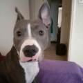 https://fr.holidog.com/ImagesPetSitters/6DA2DD37-0F53-47AD-B1FA-DC3646FD8761_square_120.jpg Pour-l'amour-des-animaux.-855804-1