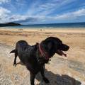 https://fr.holidog.com/ImagesPetSitters/6E432079-9E59-4D94-B3D3-E760142F8E65_square_120.jpg Les-Animaux-sont-nos-amis-428295-0