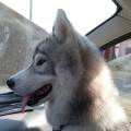 https://fr.holidog.com/ImagesPetSitters/6E60F308-12BE-43B4-865F-4ABE396881F3_square_120.jpg Le-repos-des-animaux-1109280-1