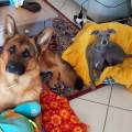 https://fr.holidog.com/ImagesPetSitters/6F782F2E-5078-4B9F-BD79-FC149F599784_square_120.jpg Au-bonheur-des-Toutous-837016-3