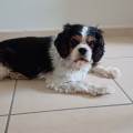 https://fr.holidog.com/ImagesPetSitters/6FA73F4B-E2CD-4A00-8287-4D21CF9268BE_square_120.jpg Amicalement-chiens-993939-3