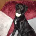 https://fr.holidog.com/ImagesPetSitters/6FFF4BAF-50A4-4910-82A8-7B1414CA1253_square_120.jpg -aux-promenades-decouvertes-368476-0