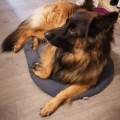 https://fr.holidog.com/ImagesPetSitters/700588F5-34B9-458B-9B47-72D3B63F3A06_square_120.jpg La-maison-des-amis-1086901-1