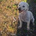 https://fr.holidog.com/ImagesPetSitters/70BBD245-C457-48AC-A765-4A636980B8C0_square_120.jpg L'amour-des-animaux-353074-1