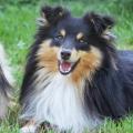 https://fr.holidog.com/ImagesPetSitters/70CC4243-2A29-482B-BDFE-60624BF9A659_square_120.jpg Liloo-Pet'Craft-Home-17176-2
