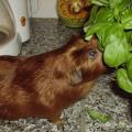 https://fr.holidog.com/ImagesPetSitters/70E2D8F1-4BB3-4DC5-B948-F65F457CCDF4_square_120.jpg Petsitter-ostéo-animalier--128861-1