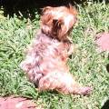 https://fr.holidog.com/ImagesPetSitters/71345716-75AA-4E95-B6F2-793979E1F497_square_120.jpg Etudiante-en-comportemental-animal--312004-1