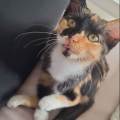 https://fr.holidog.com/ImagesPetSitters/7151DEBA-42FF-411A-8B68-72F8CDE6AC0E_square_120.jpg La-maison-des-animaux-1179072-1