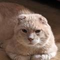 https://fr.holidog.com/ImagesPetSitters/719D675F-C53E-4B9B-BD9F-B21A4F84D000_square_120.jpg petsitter-sur-mesure-581858-3