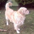 https://fr.holidog.com/ImagesPetSitters/71C6ACEB-E6F5-4EC9-90F6-1C8443430F86_square_120.jpg Pension-officielle-des-animaux-♡-24493-2
