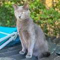 https://fr.holidog.com/ImagesPetSitters/721883AB-E474-4BBB-B435-0E5B6921B986_square_120.jpg Pet-sitter-sérieuse-et-attentionnée-1102680-3