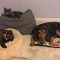 https://fr.holidog.com/ImagesPetSitters/72A57F45-8448-4A4B-85DF-10FFC9094CFC_square_120.jpg Alexandra-324318-0