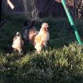 https://fr.holidog.com/ImagesPetSitters/72D0C9D0-843A-4631-983C-C2E02577F473_square_120.jpg Amoureuse-des-animaux-642698-3