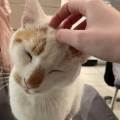 Le-paradis-des-chats-1149217-3