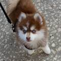 petsitter stranger