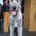 https://fr.holidog.com/ImagesPetSitters/73DF2592-FAB2-40BF-BD0D-EC9D131AD245_square_120.jpg Le-paradis-des-animaux-59098-0