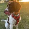 https://fr.holidog.com/ImagesPetSitters/743E6A44-7F2B-4CF1-9328-B0C7BEC141A1_square_120.jpg 1055036-1