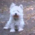 https://fr.holidog.com/ImagesPetSitters/749EAA6A-1BFC-4974-8813-A10839DBA038_square_120.jpg Chez-les-fondus-de-Fondettes-1100420-2