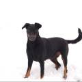 https://fr.holidog.com/ImagesPetSitters/74FD363D-C56C-4EAA-A4BB-A43FEE825FE6_square_120.jpg En-campagne-369557-0