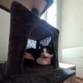 Une-pet-sitter-d'amour-780780-1