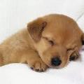 https://fr.holidog.com/ImagesPetSitters/75869008-851D-4426-BA87-1430D5F50306_square_120.jpg 48562-0