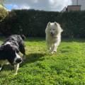 Le-paradis-des-chiens-1117451-1