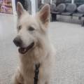 Petsitters-à-domicile-1158282-1