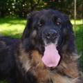 Pet-sitter--1149731-2